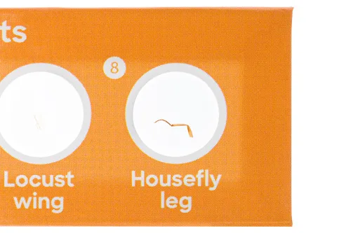 Набор микропрепаратов Levenhuk Discovery «Фауна», 12 шт.,  5