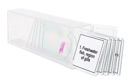 Набор микропрепаратов Levenhuk Discovery Prof DPS 5. «Амфибия»,  5