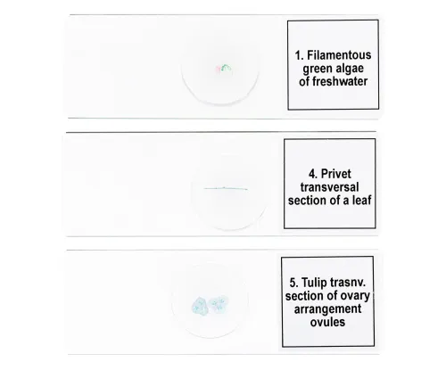 Набор микропрепаратов Levenhuk Discovery Prof DPS 5. «Биология»,  6