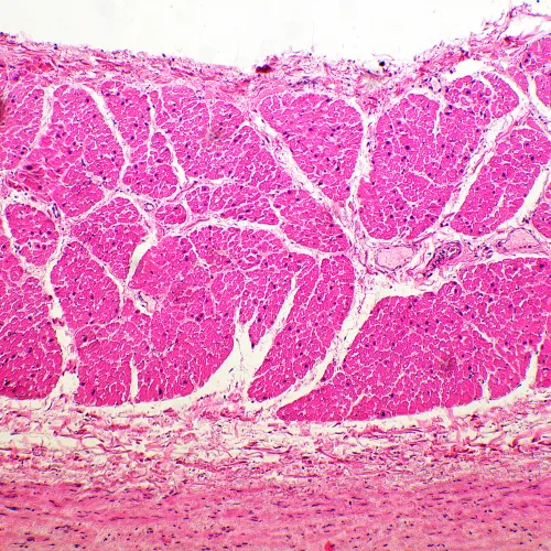 Микроскоп биологический MAGUS Bio 260T,  19