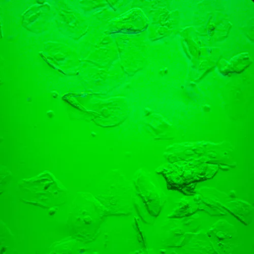 Микроскоп биологический инвертированный MAGUS Bio V360,  25