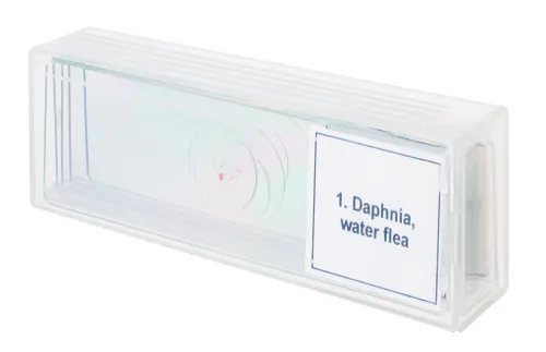 Набор микропрепаратов Levenhuk Discovery Prof DPS 5. «Жизнь в капле воды»,  4