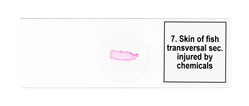 Набор микропрепаратов Levenhuk Discovery Prof DPS 25. «Биология, Птицы и др.»,  9