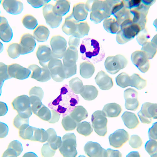 Микроскоп биологический MAGUS Bio 230TL,  20