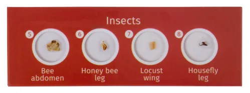 Набор микропрепаратов Levenhuk LabZZ CP24, существа и растения,  3