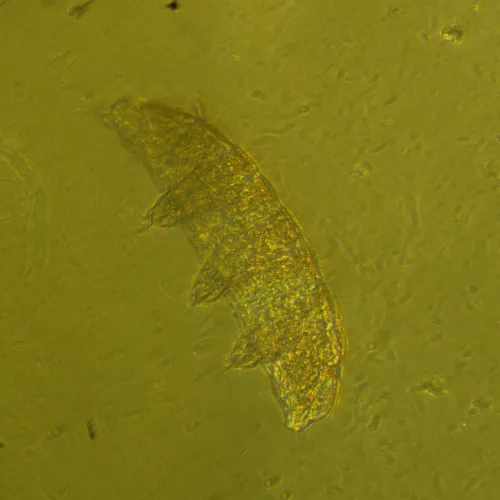 Микроскоп биологический инвертированный MAGUS Bio V360,  24