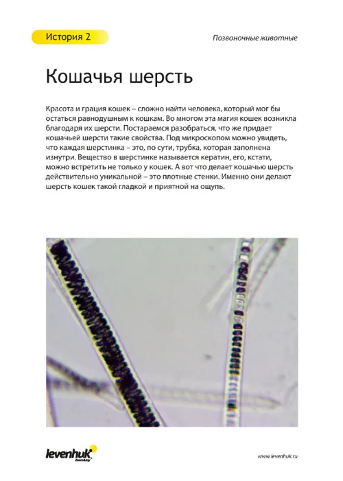 Набор микропрепаратов Levenhuk N80 NG «Увидеть все!»,  21