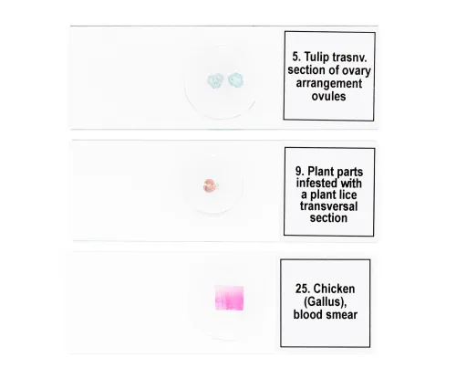 Набор микропрепаратов Levenhuk Discovery Prof DPS 25. «Биология, Птицы и др.»,  8