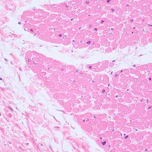 Микроскоп биологический MAGUS Bio 230TL,  21