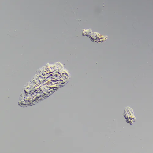 Устройство для работы методом дифференциально-интерференционного контраста (ДИК) MAGUS DIC290,  8