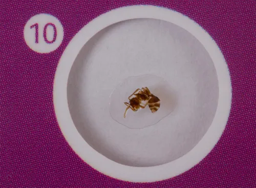 Набор микропрепаратов Levenhuk LabZZ CP24, существа и растения,  9