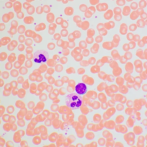 Микроскоп биологический MAGUS Bio 270T,  25