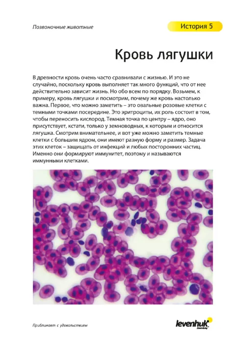 Набор микропрепаратов Levenhuk N80 NG «Увидеть все!»,  22