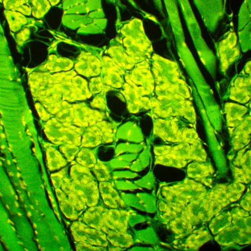 Микроскоп люминесцентный MAGUS Lum 450L,  23