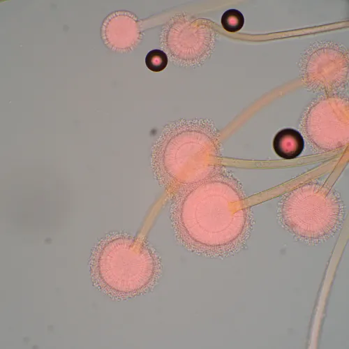 Микроскоп биологический MAGUS Bio 270T,  22