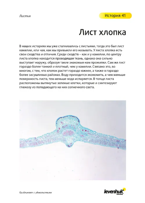 Набор микропрепаратов Levenhuk N80 NG «Увидеть все!»,  24