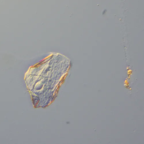 Устройство для работы методом дифференциально-интерференционного контраста (ДИК) MAGUS DIC290,  14