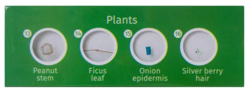 Набор микропрепаратов Levenhuk LabZZ P12, растения,  2