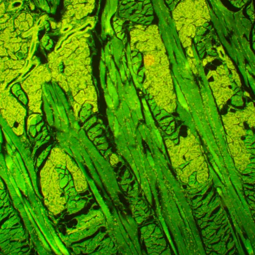 Микроскоп люминесцентный MAGUS Lum 450L,  21