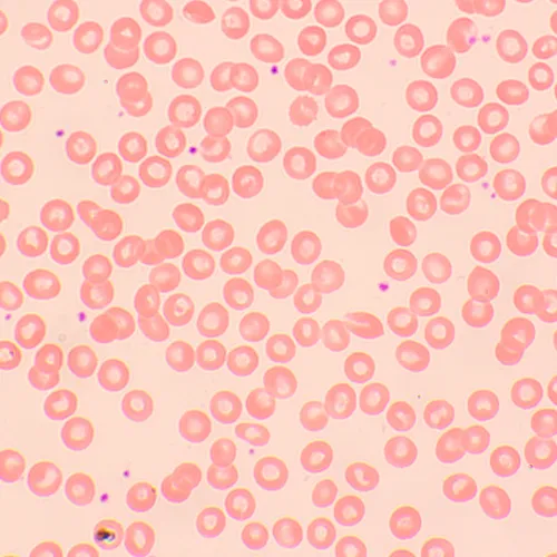 Микроскоп биологический MAGUS Bio 250TL,  22