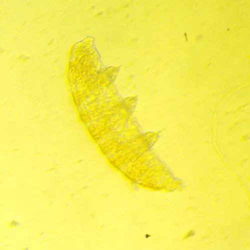 Микроскоп биологический инвертированный цифровой MAGUS Bio VD350,  25