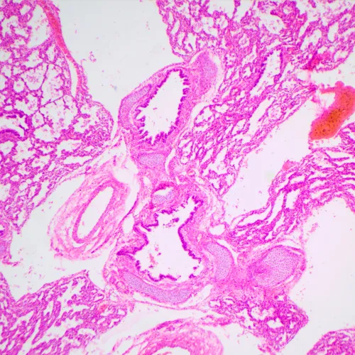 Микроскоп биологический MAGUS Bio 240B,  23