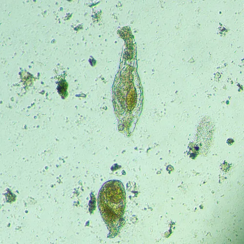 Микроскоп биологический инвертированный MAGUS Bio V300,  15