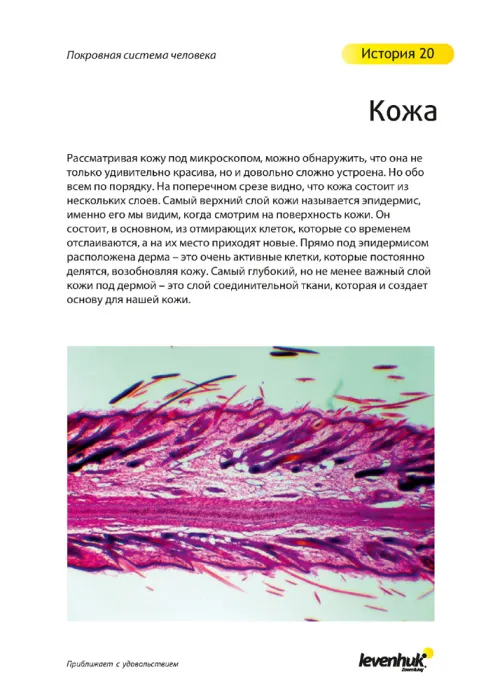 Набор микропрепаратов Levenhuk N80 NG «Увидеть все!»,  23