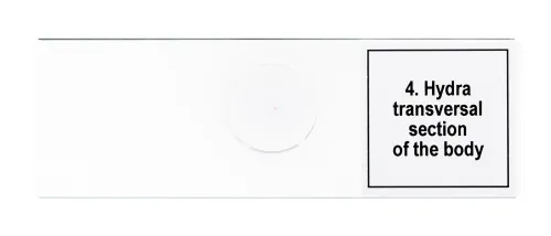 Набор микропрепаратов Levenhuk Discovery Prof DPS 5. «Жизнь в капле воды»,  8