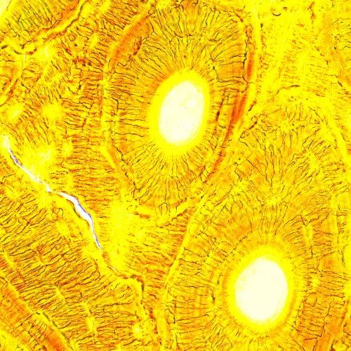 Микроскоп биологический MAGUS Bio 250B,  21