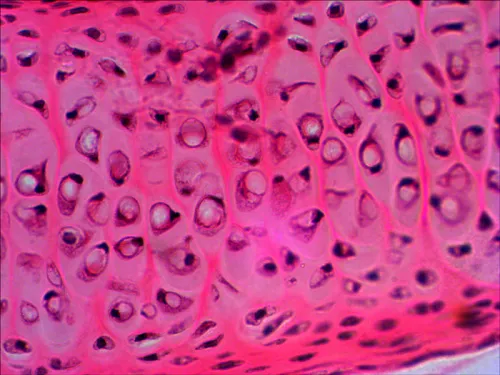 Набор готовых микропрепаратов Levenhuk N20 NG,  10