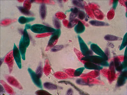 Набор готовых микропрепаратов Levenhuk N18 NG,  10