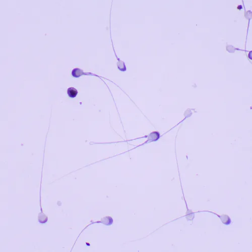 Микроскоп биологический MAGUS Bio 260T,  23