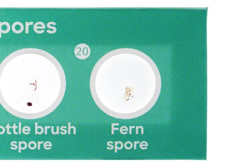 Набор микропрепаратов Levenhuk Discovery «Флора», 12 шт.,  4