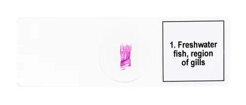 Набор микропрепаратов Levenhuk Discovery Prof DPS 5. «Амфибия»,  7