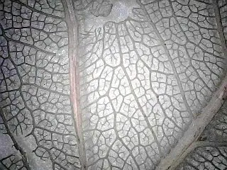 Микроскоп цифровой Levenhuk DTX 720 WiFi,  19