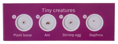 Набор микропрепаратов Levenhuk LabZZ CP24, существа и растения,  4
