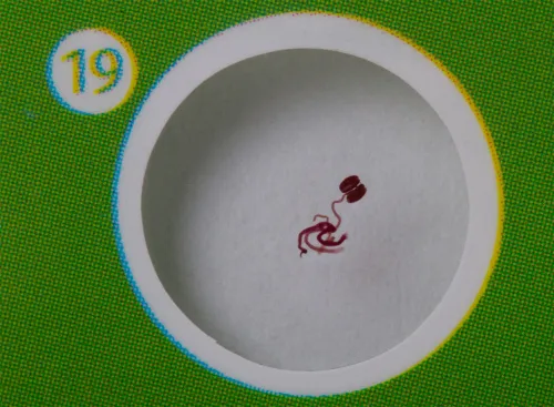 Набор микропрепаратов Levenhuk LabZZ P12, растения,  6