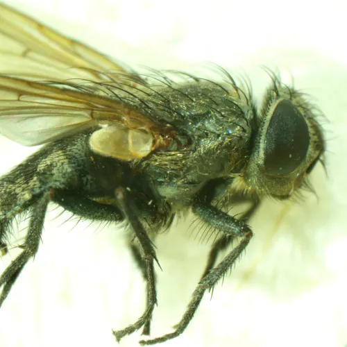 Микроскоп стереоскопический MAGUS Stereo A6,  15