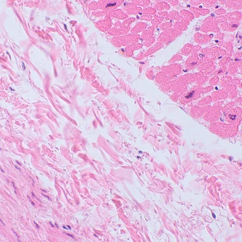 Микроскоп биологический MAGUS Bio 250TL,  23