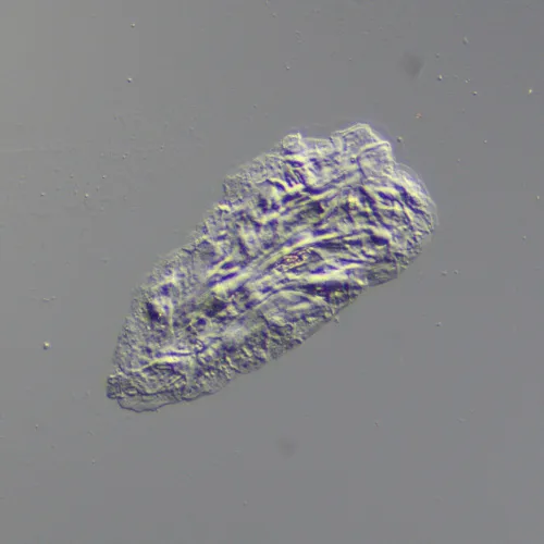 Устройство для работы методом дифференциально-интерференционного контраста (ДИК) MAGUS DIC290,  9