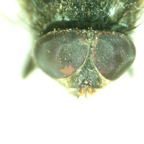 Микроскоп стереоскопический MAGUS Stereo A8,  14