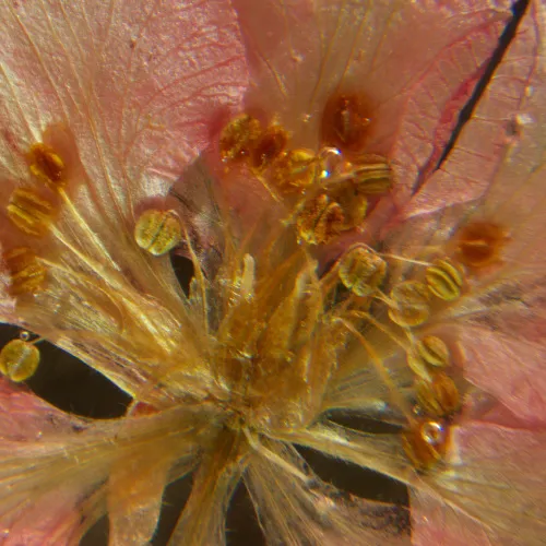 Микроскоп стереоскопический MAGUS Stereo A6,  16