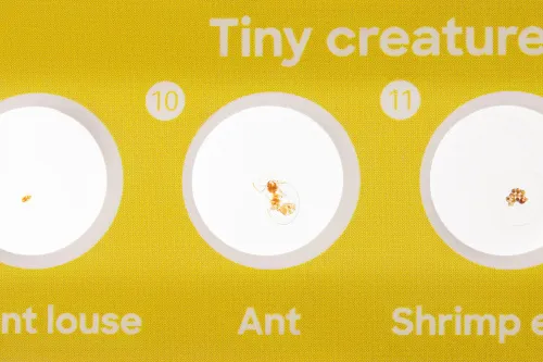 Набор микропрепаратов Levenhuk Discovery «Фауна», 12 шт.,  6