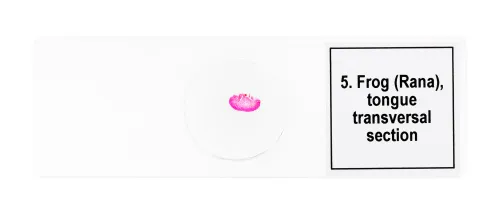 Набор микропрепаратов Levenhuk Discovery Prof DPS 5. «Амфибия»,  8