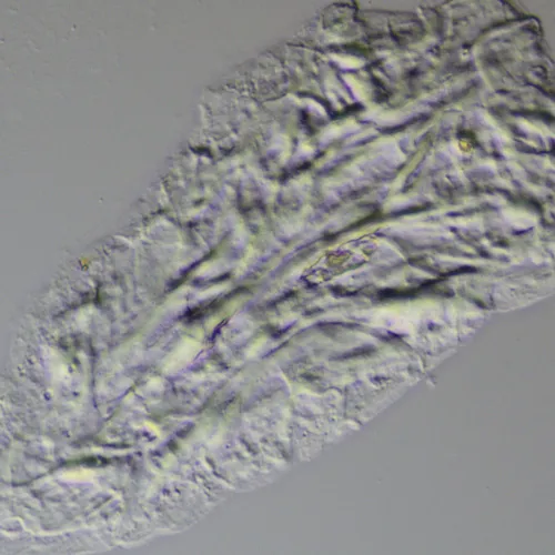 Устройство для работы методом дифференциально-интерференционного контраста (ДИК) MAGUS DIC290,  11