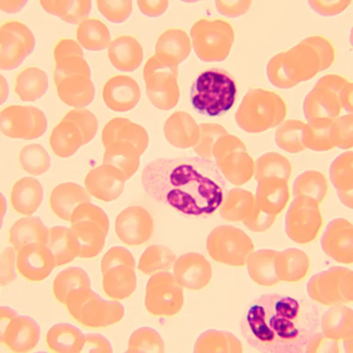 Микроскоп биологический MAGUS Bio 250T,  23