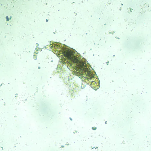 Микроскоп биологический инвертированный MAGUS Bio V300,  14