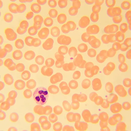 Микроскоп биологический MAGUS Bio 230B,  22