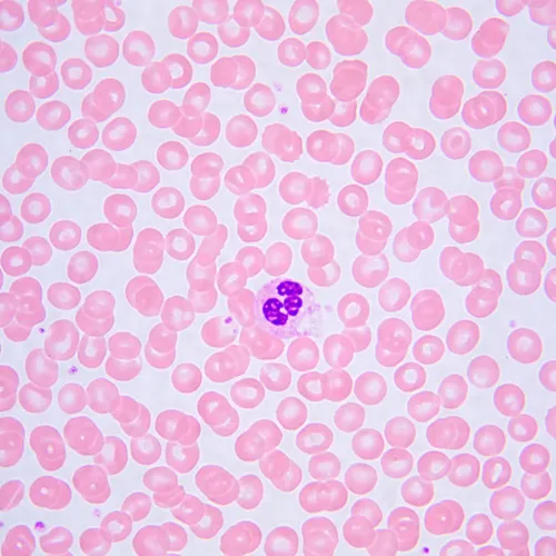 Микроскоп биологический MAGUS Bio 240T,  24